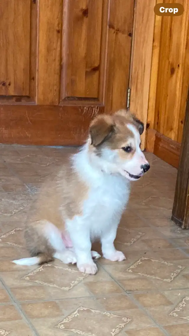Border Collie puppies