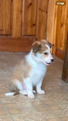 Border Collie puppies