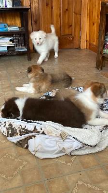 Border Collie puppies - Photo 2