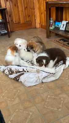 Border Collie puppies - Photo 3