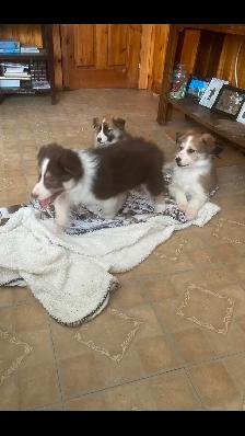 Border Collie puppies - Photo 4