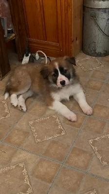 Border Collie puppies - Photo 5