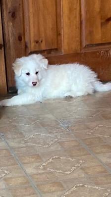 Border Collie puppies - Photo 6