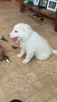 Border Collie puppies - Photo 7