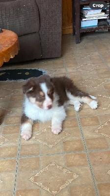 Border Collie puppies - Photo 8