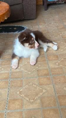 Border Collie puppies - Photo 9