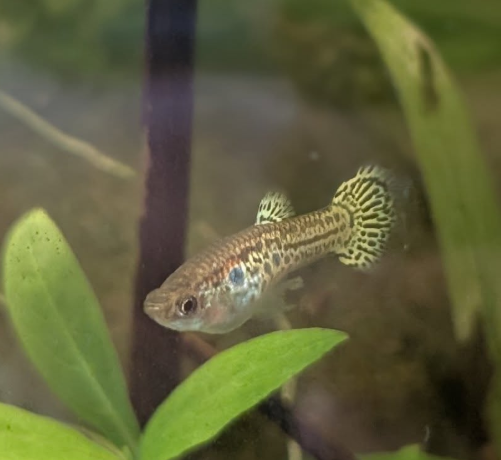 leopard or mosaic guppy strain.
