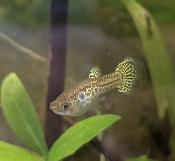 leopard or mosaic guppy strain.