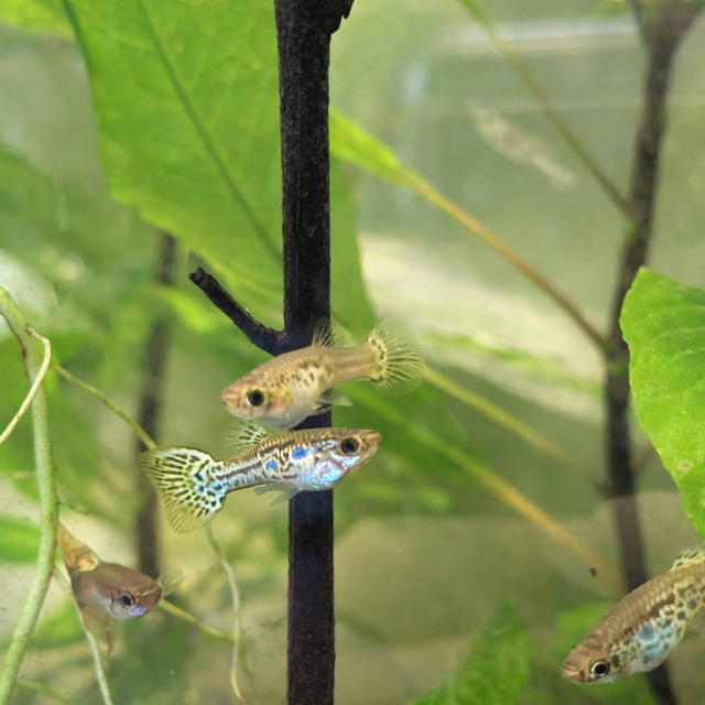 leopard or mosaic guppy strain. - Photo 2