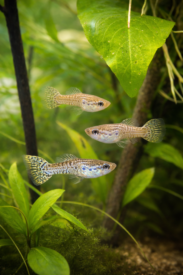 leopard or mosaic guppy strain. - Photo 3