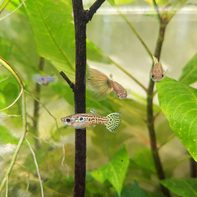 leopard or mosaic guppy strain. - Photo 4