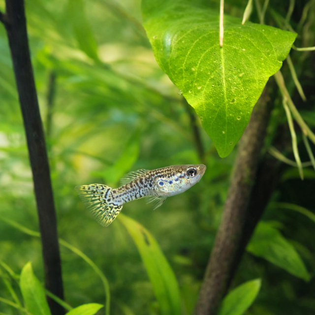 leopard or mosaic guppy strain. - Photo 5