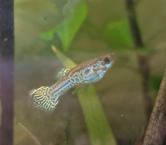 leopard or mosaic guppy strain. - Photo 6