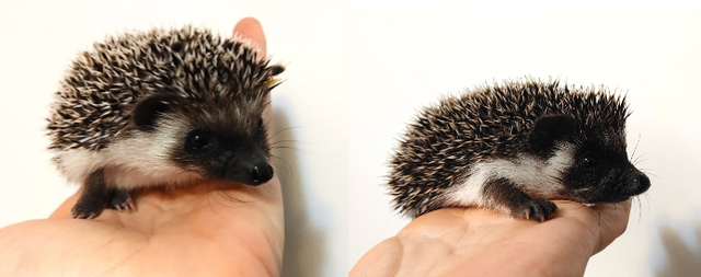 ♥Gloria or Jewel full masked baby hedgehog girls!