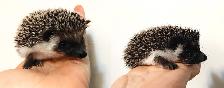 ♥Gloria or Jewel full masked baby hedgehog girls