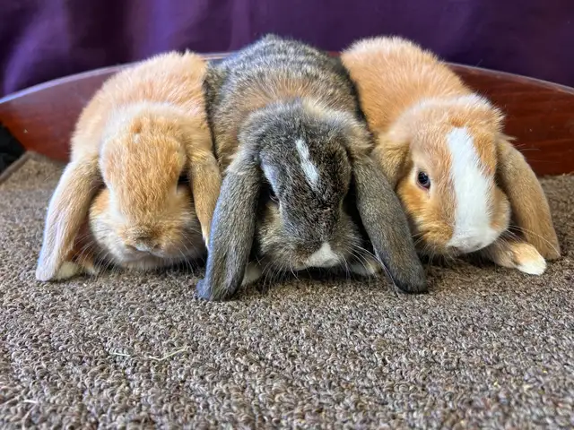 9 week old Pet Mini Lops