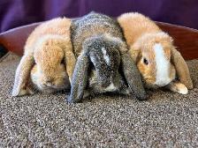 9 week old Pet Mini Lops - Photo 1