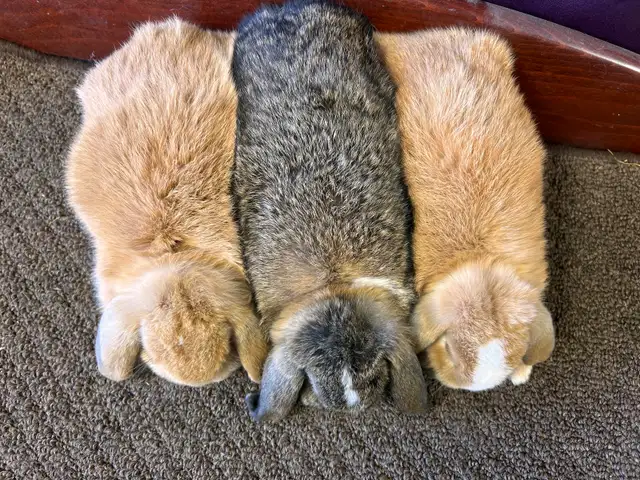 9 week old Pet Mini Lops - Photo 2