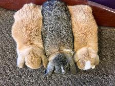 9 week old Pet Mini Lops - Photo 2