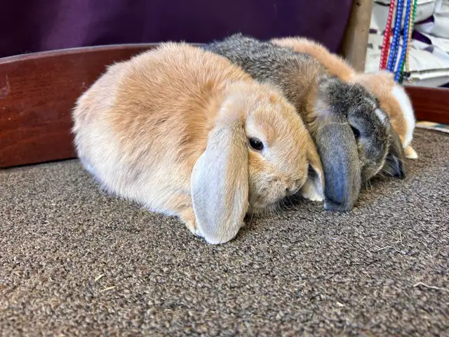 9 week old Pet Mini Lops - Photo 3