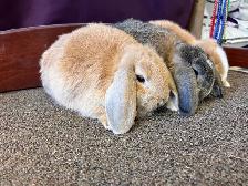 9 week old Pet Mini Lops - Photo 3