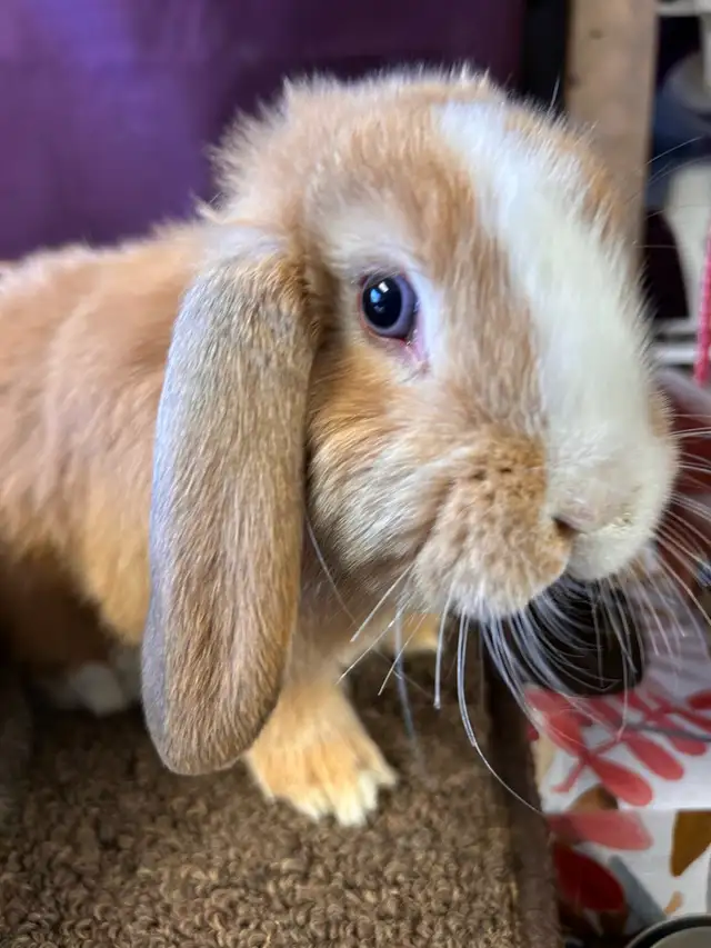 9 week old Pet Mini Lops - Photo 4