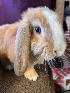 9 week old Pet Mini Lops - Photo 4