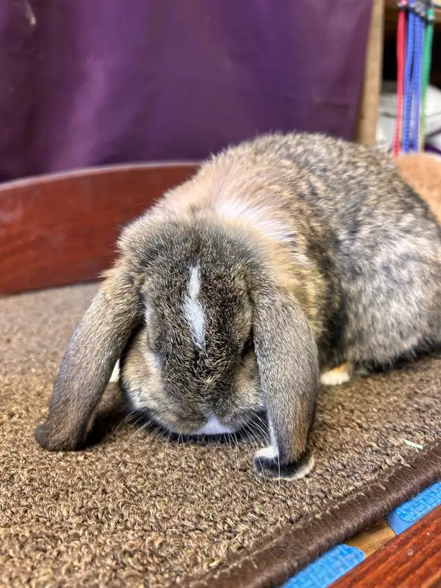 9 week old Pet Mini Lops - Photo 5