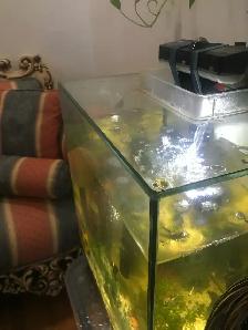 Aquarium neuf galons à vendre