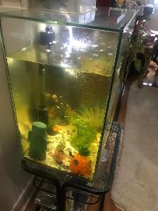 Aquarium neuf galons à vendre - Photo 2