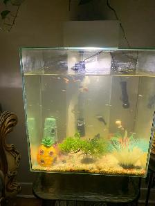 Aquarium neuf galons à vendre - Photo 3