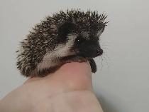 ♥Alabast, sweet reverse pinto baby boy hedgehog! To adopt :)
