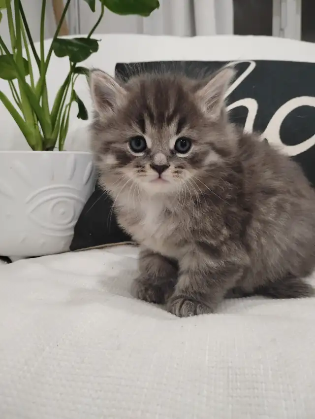 Chaton Sibérien hypoallergene