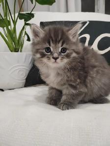 Chaton Sibérien hypoallergene
