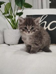 Chaton Sibérien hypoallergene - Photo 2