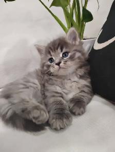 Chaton Sibérien hypoallergene - Photo 3