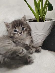 Chaton Sibérien hypoallergene - Photo 4