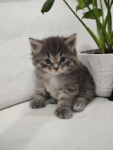 Chaton Sibérien hypoallergene - Photo 5