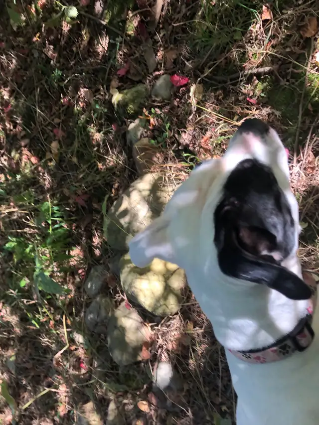 pet sitting  (overnights & days)