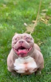 pet sitting  (overnights & days) - Photo 2