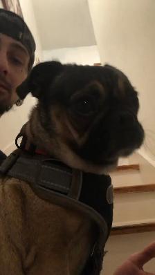 pet sitting  (overnights & days) - Photo 3