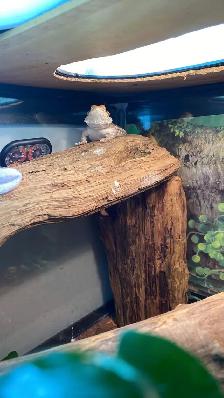 pet sitting  (overnights & days) - Photo 4