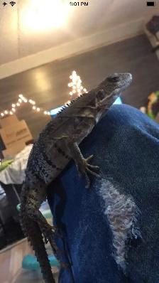 pet sitting  (overnights & days) - Photo 6