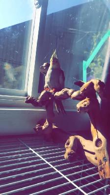 pet sitting  (overnights & days) - Photo 7