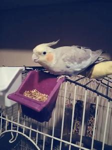 pet sitting  (overnights & days) - Photo 8