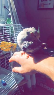 pet sitting  (overnights & days) - Photo 9