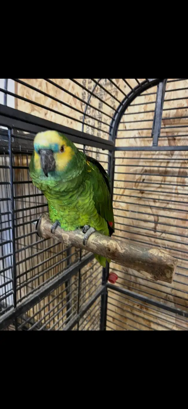 Amazon Parrot