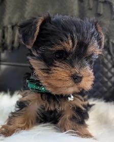 Yorkie Puppies - Photo 2