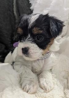 Yorkie Puppies - Photo 3