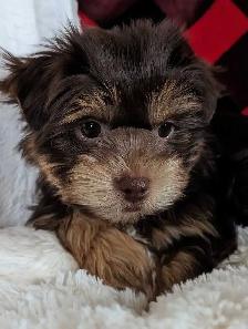 Yorkie Puppies - Photo 4